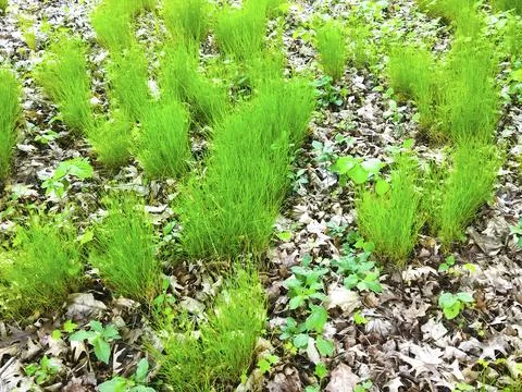 Closeup green grass in the forest Stock Photos