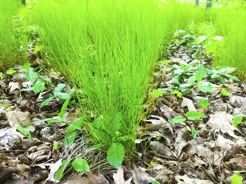 Closeup green grass in the forest Stock Photos