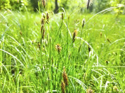 Closeup green grass in the forest Stock Photos