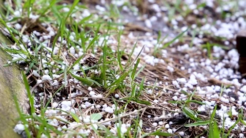 Closeup of green grass in hailstorm Stock Footage 135361089