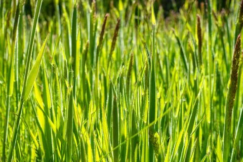 Closeup of Green Grass Stock Photos