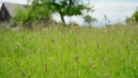 Closeup green grass tassel background. Climate change and pollution concept Stock Footage 155518805