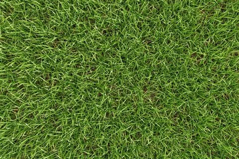 Closeup green grass texture background. Nature and environment backdrop con.. Stock Illustration