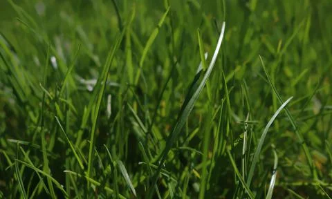 Closeup of green grass texture Foto stock