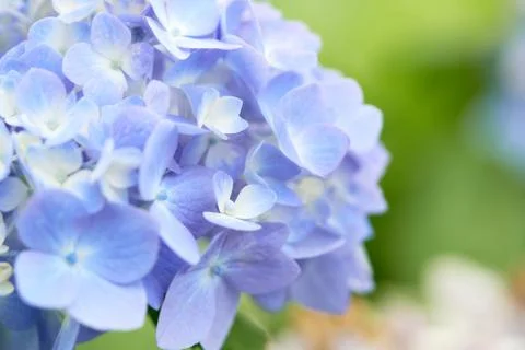 Closeup of green hydrangea (Hydrangea macrophylla) are blooming in spring and Foto stock