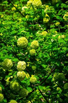 Closeup of green hydrangea or Hydrangea macrophylla are blooming in spring an 스톡 사진