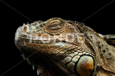 Closeup Green Iguana Isolated on Black Background Stock Photos