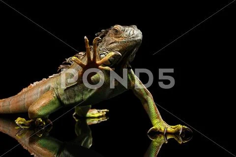 Closeup Green Iguana Isolated on Black Background Stock Photos