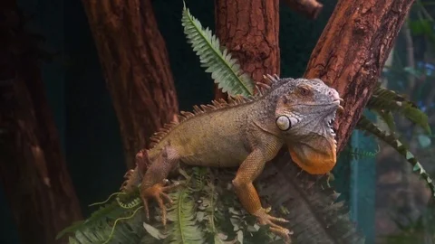 closeup of a green iguana headbanging f. Stock Video Pond5