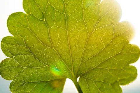 Closeup of a green leaf, back lit. Stock Photos