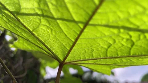 Closeup of a green leaf backlit by sunlight and soft shadows evoke freshness Видео 333938844