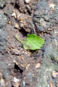 Closeup of a green leaf of a birch on a tree stump in the woods on a blurred  Stock Photos