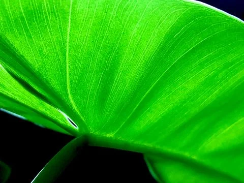 Closeup green leaf with black background Stock Photos