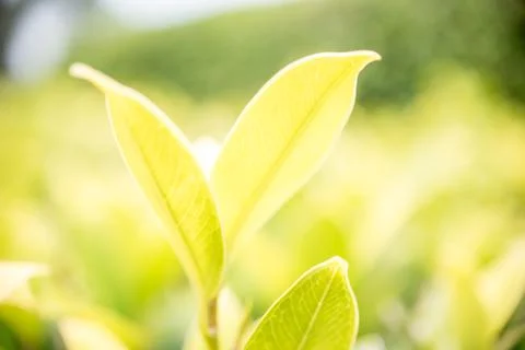 Closeup green leaf on blurred background Stock Photos