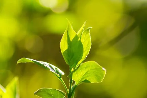 Closeup of green leaf on blurred background Stock Photos