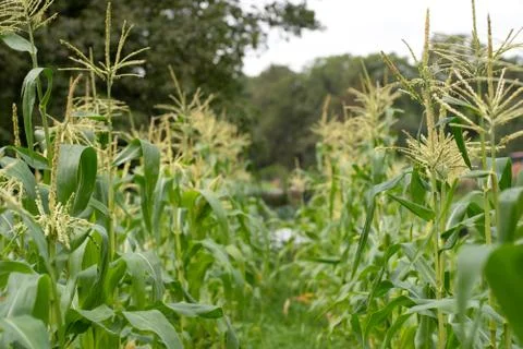 Closeup of a green leaf from maize plan Foto stock