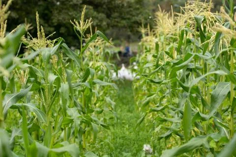 Closeup of a green leaf from maize plan Stock Photos