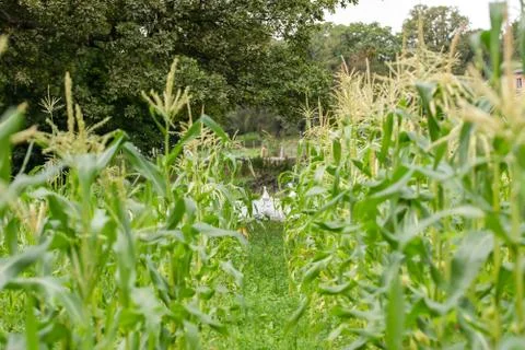 Closeup of a green leaf from maize plan Stock Photos