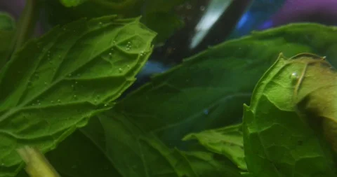 Closeup of green leaf, moving back to reveal leaves in pitcher of water Stock Footage 105574135