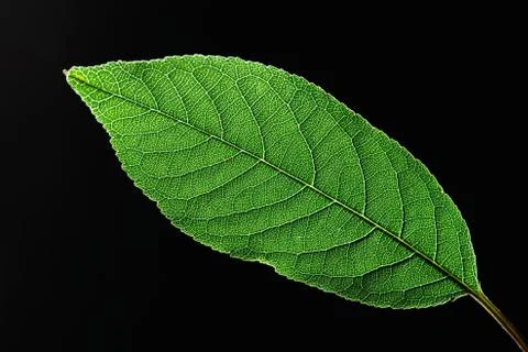 Closeup of a green leaf with a natural pattern of veins on a black background Stock Photos