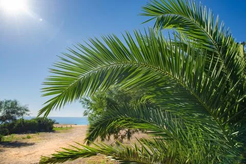 Closeup on green leaf of palm tree in front of a beach under sunny sky Stock Photos