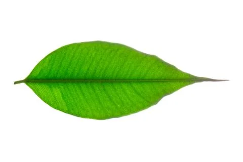 Closeup green leaf Foto stock