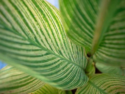 Closeup of green leaf Stock Photos