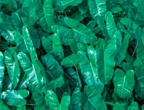 Closeup green leaf. Stock Photos