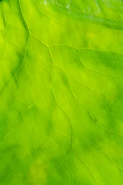 Closeup of green leaf Stock Photos