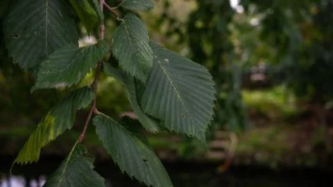 A closeup of a green leaf Foto stock