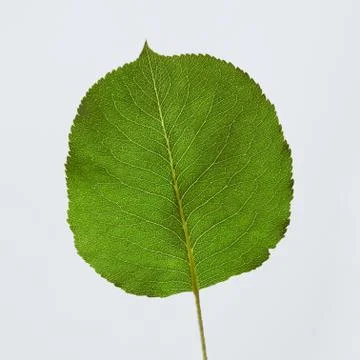 Closeup green leaf round shape on gray background with space for text. Creative 写真素材