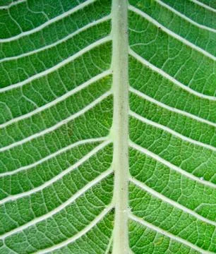 Closeup green leaf texture background Stock Photos
