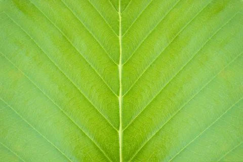 Closeup green leaf texture background in tropical forest. Stock Photos