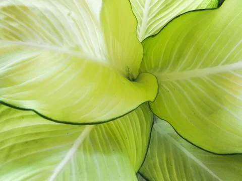 Closeup green leaf texture background Foto stock