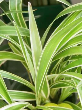 Closeup green leaf texture background Stock Photos