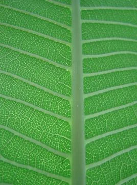 Closeup green leaf texture background Stock Photos