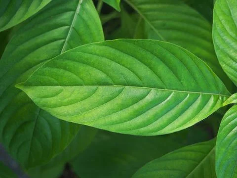 Closeup green leaf texture background in the park Stock Photos
