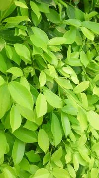 Closeup green leaf texture background Stock Photos