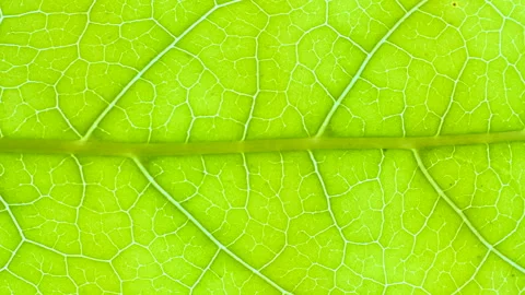 Closeup Green Leaf Texture Organic Plant and Leaf's Vein Nature. Cell Struc.. Video stock 330876759