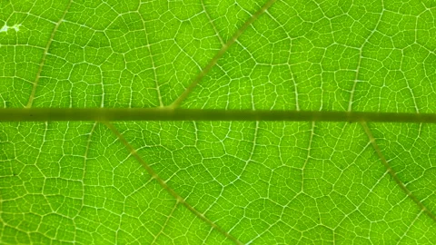Closeup Green Leaf Texture Organic Plant and Leaf's Vein Nature. Cell Struc.. Stock-Footage 330877355