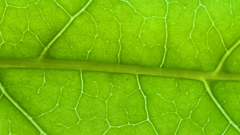 Closeup Green Leaf Texture Organic Plant and Leaf's Vein Nature. Cell Struc.. Video stock 330877911