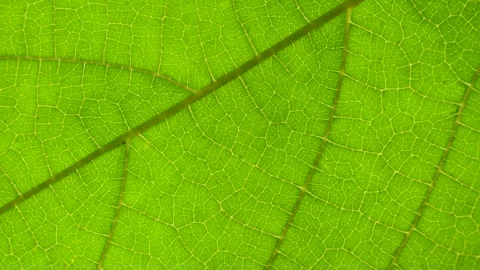 Closeup Green Leaf Texture Organic Plant and Leaf's Vein Nature. Cell Struc.. Video stock 330878198