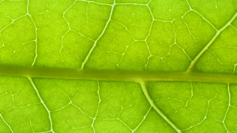 Closeup Green Leaf Texture Organic Plant and Leaf's Vein Nature. Cell Struc.. Video stock 331959258