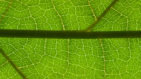 Closeup Green Leaf Texture Organic Plant and Leaf's Vein Nature. Cell Struc.. Video stock 331959279