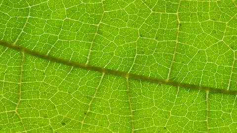 Closeup Green Leaf Texture Organic Plant and Leaf's Vein Nature. Cell Struc.. Stock-Footage 331959363