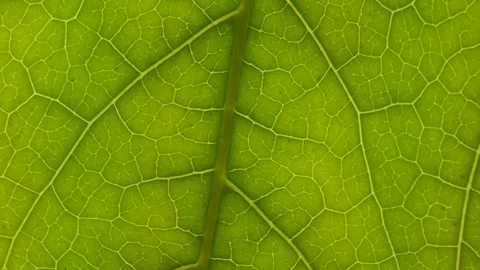 Closeup Green Leaf Texture Organic Plant and Leaf's Vein Nature. Cell Struc.. Video stock 331965208