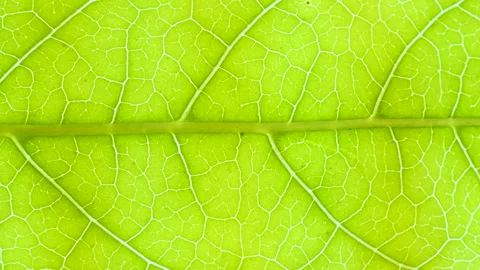 Closeup Green Leaf Texture Organic Plant and Leaf's Vein Nature. Cell Struc.. Stock Footage 332794608