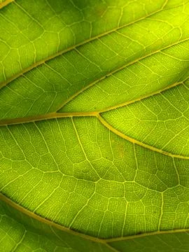 Closeup green leaf texture 스톡 사진