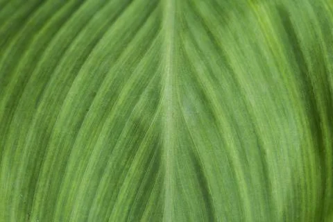 Closeup of green leaf textured background Stock Photos