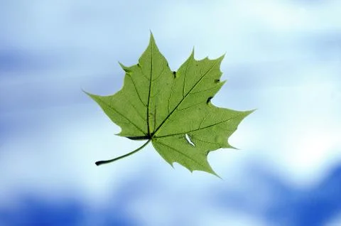 Closeup of a green leaf from a tree, flying around below the sky. Stock Photos